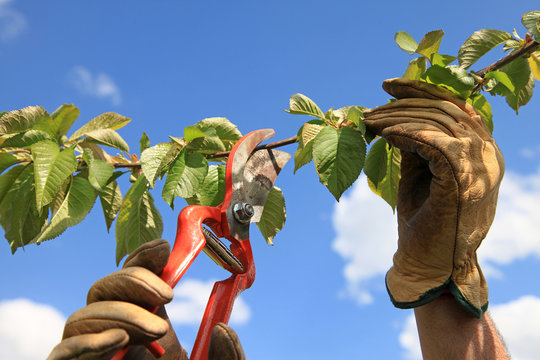 podar con tijeras azul jardiner&iacute;a jardinero 4378f
