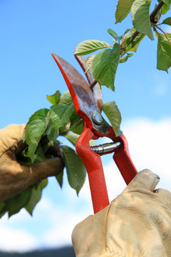 podar con tijeras azul jardiner&iacute;a jardinero  4359f