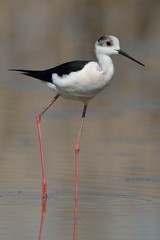 Obraz premium Cavaliere d'italia