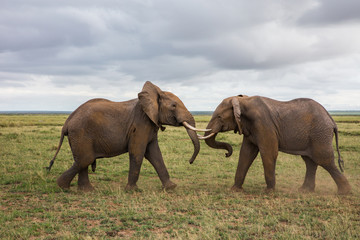 Fighting Elephants