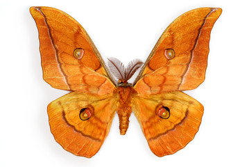 Silk Moth Antheraea yamamai, introduced in Europe for silk