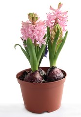 Naklejka na ściany i meble pink hyacinth