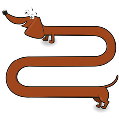 Dachshund