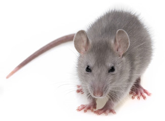 grey rat