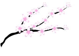 Fototapeta premium ramo fiorito