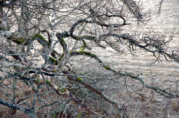 Bare branches of ancient tree