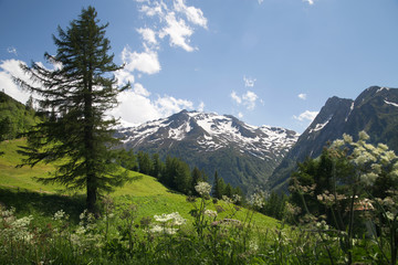 Fototapeta premium Larch-tree on slope in Alps