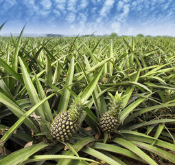 Obraz premium Pineapple fruit on the bush