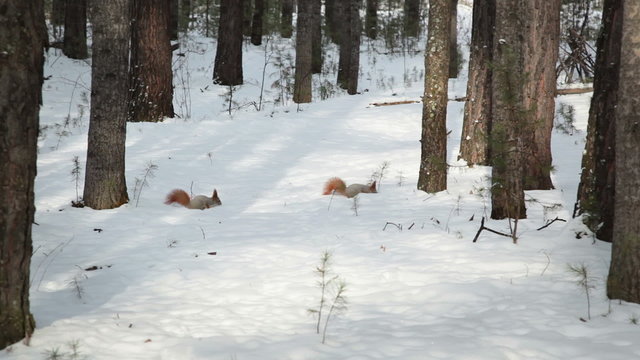 Squirrel family walking, looking for food, Multiple exposure