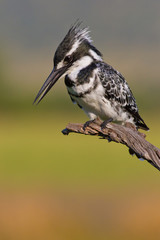 Pied Kingfisher