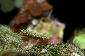Detail of Zoanthus polyp