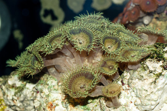 Detail of Zoanthus polyp