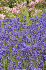 Obraz premium Lavender Flowers