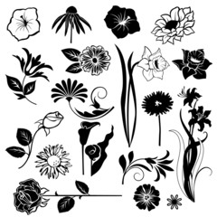 Set  of flower design elements isolated on white background
