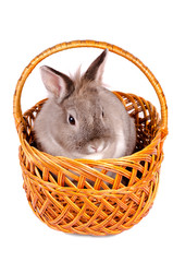 Rabbit sitting in a wicker basket