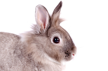 Cute fluffy little bunny rabbit