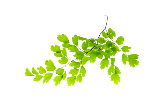 Maidenhair leaves, white background