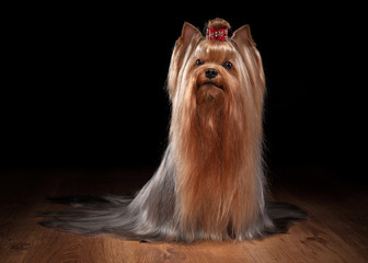 Naklejka premium yorkie puppy on table with wooden texture