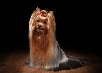 Naklejka premium yorkie puppy on table with wooden texture