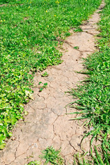 path in the meadow