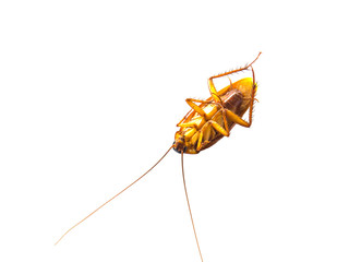 Dead cockroach
