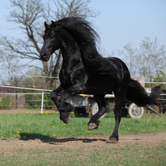 Fototapeta premium Gorgeous friesian stallion with long mane running on pasturage