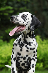 Gorgeous dalmatian puppy with long tongue