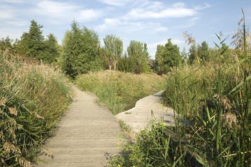 Roseau, Lac Creteil, Parc départemental, Val de Marne, 94