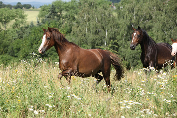 Fototapeta premium Brown horses running in flowers