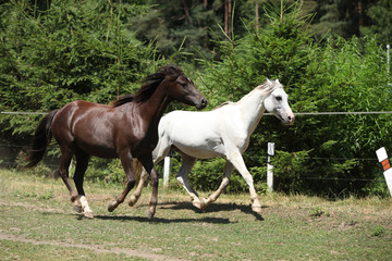 Obraz na płótnie Canvas Dwa konie na pastwisku obok pachołków
