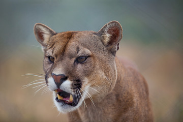 Fototapeta na wymiar Lion otwartymi ustami