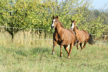 Two horses running on pasturage in autumn