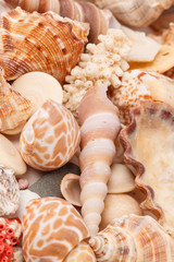 sea shells background
