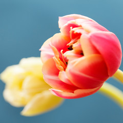 beautiful tulips