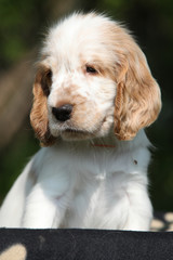 Adorable English Cocker Spaniel puppy