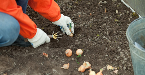  gardener sets onion in soil