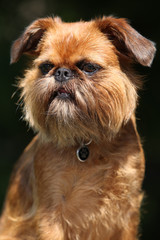 Young Brussels Griffon in front of dark background