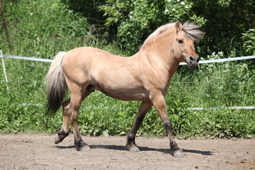 Beautiful fjord pony stallion in paddock