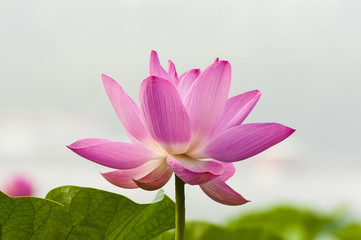 Blooming lotus