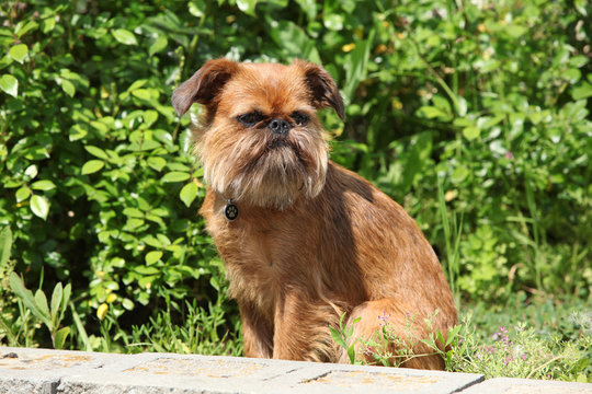 Young Brussels Griffon