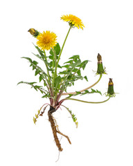 Löwenzahn (Taraxacum officinale) - Ganze Pflanze auf weißem Hi - obrazy, fototapety, plakaty