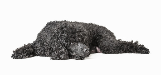 Black poodle isolated on white background