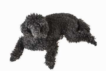 Black poodle isolated on white background