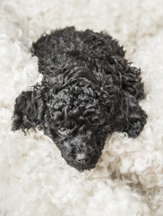 Small curly black poodle pup resting - 51569932