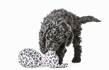 Small curly black poodle pup play with toy