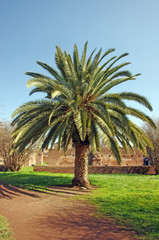 Fototapeta na wymiar Palm tree and ruins