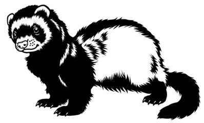 Obraz premium ferret black white