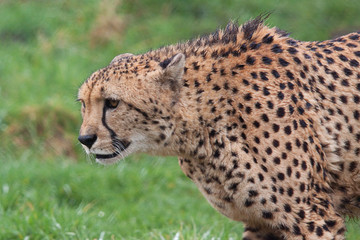 Cheetah Portrait 7292