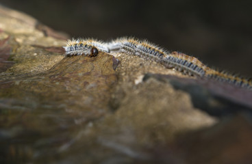 Marching in characteristic fashion