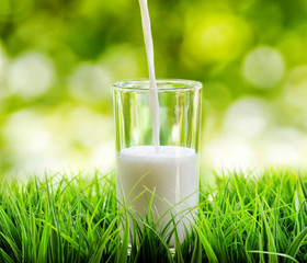 Glass of milk on nature background